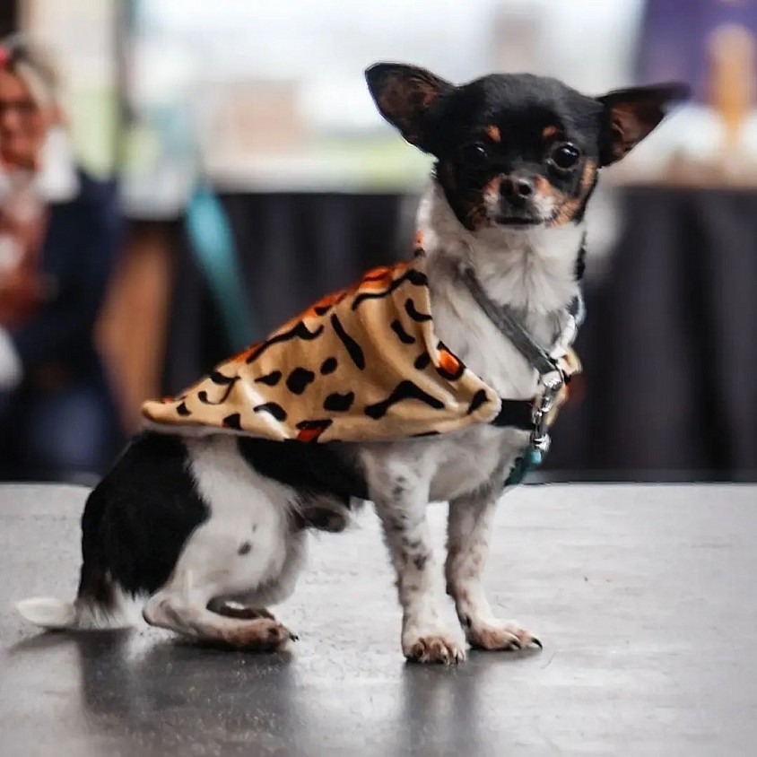 Small pet blankie elastic pull over in leopard print and cream fleece lining
