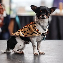 Dog throw tiger print size small $15