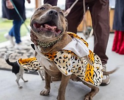 Dog hoodie with ears, tiger print, size large $44