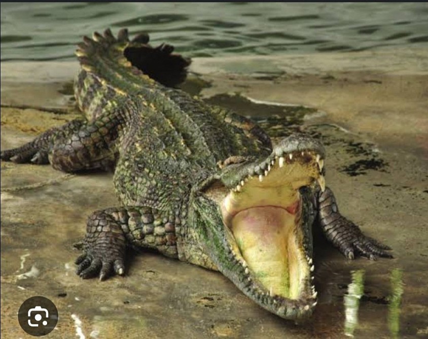 Never Smile at Crocodiles