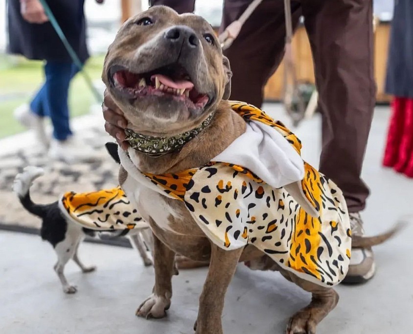 Dog hoodie, tiger print, size large $44